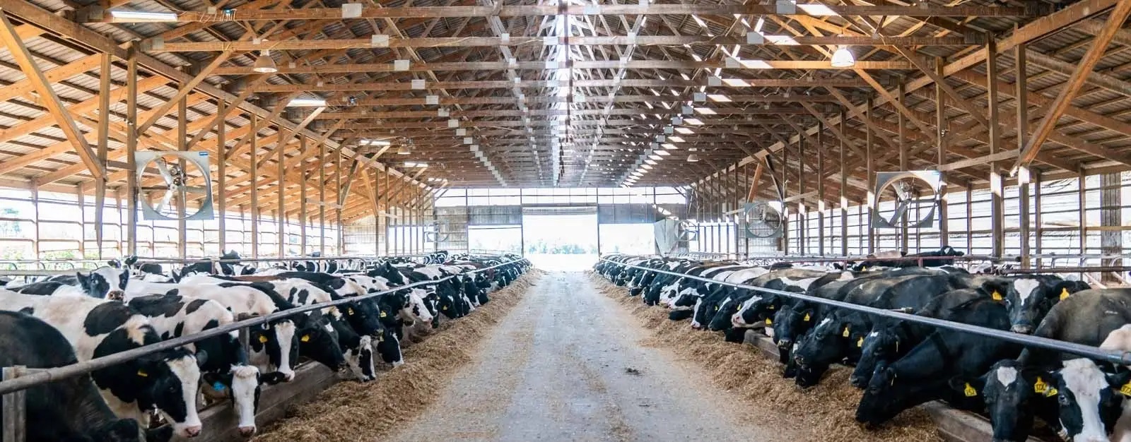 Agriculture Livestock Management Hero Img